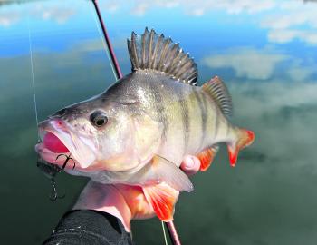 Deep redfin will blow their swim bladders on their way up – this isn’t a great concern if they are destined for the esky. 
