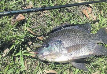 Pests like this tilapia are a common by-catch and need to be disposed appropriately. 