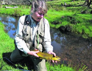 Small water, and a nice little brown trout. Brownies are common in many of the New England streams. 