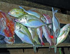 Mixed bags of reddies, trevally, bream, mowies, samson and tasty calamari are the rule rather than the exception.