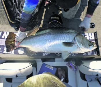 The Tide Apparel LED Measure Mats got a workout at the Night Championship, with Team Tree Huggers’ 122cm barra the standout fish of the event.