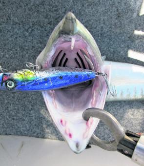 The sharp end of a popper-munching barracuda.
