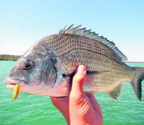 Fishing Monthly Magazines : Soft side to bream