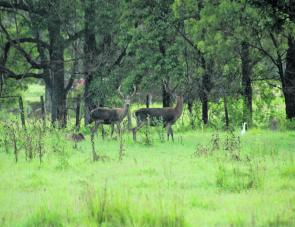The resident deer are a great attraction at the camp grounds. 