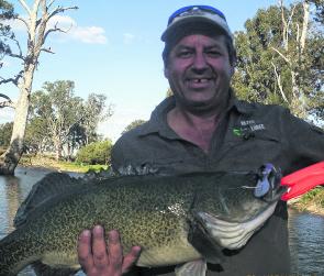 Kerry Ehrlich from Kezza Lures displays the quality of Murray cod that are regularly caught at Coolmunda Dam. This brute fell victim to 1 of his now famous Mud Mouse lures.