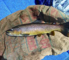 A nice brown trout from Lake Burbury