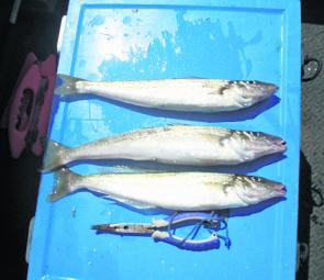 Westerport has been producing whiting of late, including these three thumpers caught on a recent trip.