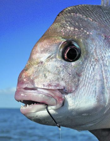 Octopus Circle hooks are ideal for targeting snapper in Western Port.
