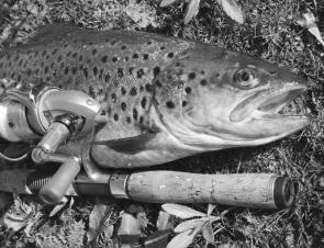 Quality trout of over 2kg can be caught by anglers walking the banks of local rivers.