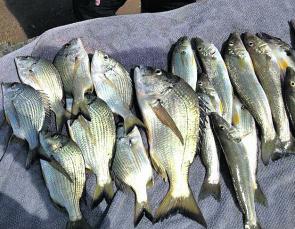 A good haul of bream and whiting.