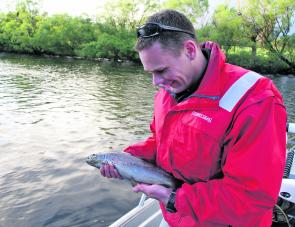 A plump Derwent brown that was picked up under the willows gorging on whitebait at New Norfolk.