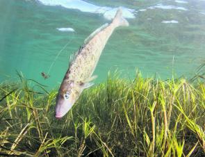 King George whiting are a favourite amongst anglers off Apollo Bay during the summer months.
