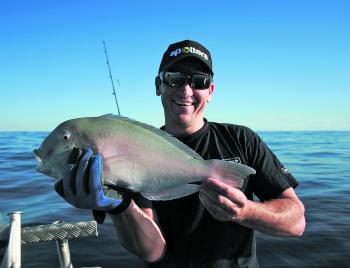 Tuskfish are still around all the local reefs.