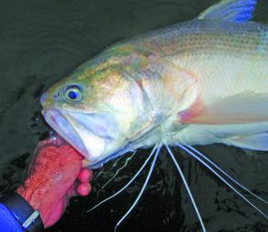 Leaving threadfin in the water whilst releasing them will greatly increase their survival rate.