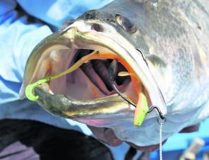 Here you can see the effectiveness of a wide gape weedless jighead on a big barramundi.