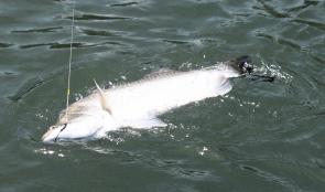 The weedless jighead accounts for another barra this time under the jaw from a missed swipe. The advantage of the large gape often means even poor hook ups stay connected.