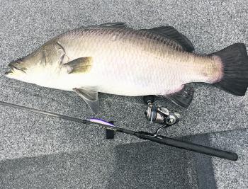Patrick Morgan has found plenty of barra on the weed edge at Awoonga Dam. They’ve been tight-lipped but Patrick managed to get some on hardbody lures. 