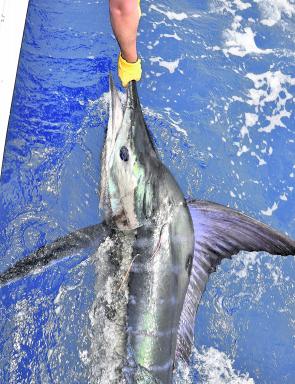 Winter sometimes throws up an exciting striped marlin bite inshore from the 100 fathom line, although they’ve been absent for a few seasons now.