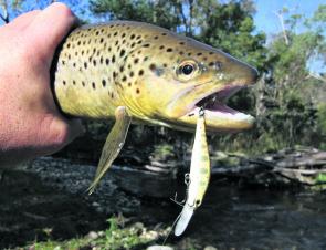 A lovely brown trout taken from a tributary on the Kiewa River on closing weekend in June on an Asari Kiro minnow. 