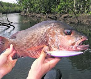 A decent-sized mangrove jack that provided a tight battle from the snags in the background.