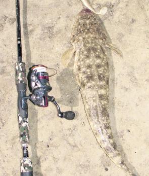 Flathead will be one of the many common species available around the Whitsundays inshore areas.