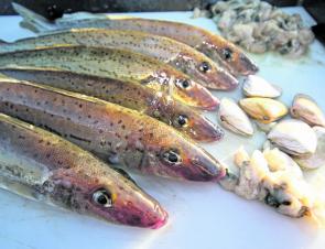 Whiting are certainly become a popular target for those that are already sick of catching snapper.