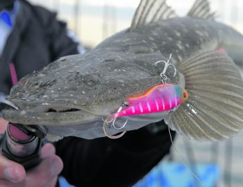 The Wilson Fishing boys used Wilson imported tackle to trick all their flathead, and while they mostly trolled, a few came on the cast, such as this beauty.