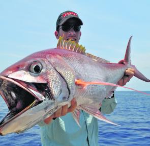 The author with one of the day’s most meritorious jigging captures; an estimated 7kg rosy jobfish.