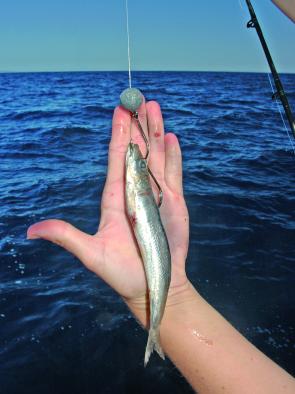 The pilchard is head-rigged on the double gang hooks with the sinker free running all the way down to the bait. 