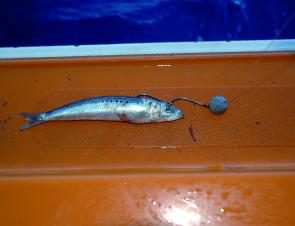 Rigging a pilchard with the hooks going down through the top of the back and head results in the pilchard staying on and intact for longer – the two ganged hooks are tied direct to the mainline and the sinker is free running.