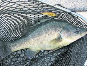 Golden perch are very active this month and are well worth targeting. Look for shallow weedy bays, keep quiet and put in long casts for your best chances. 