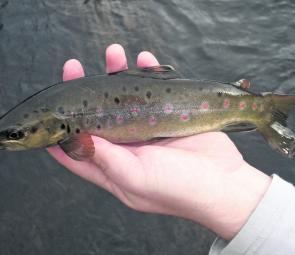 A sparkling brown trout from Huntsman Lake – perfect venue for families come open weekend.