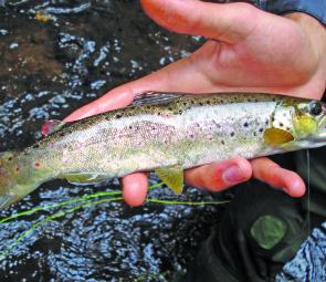 Small fish in small waters are a delight.