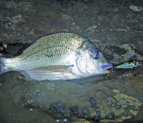 Bream are still responding to poppers finessed around the rocks.