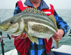 The striped trumpeter season has opened with a bang – plenty of fish like this have been boated.