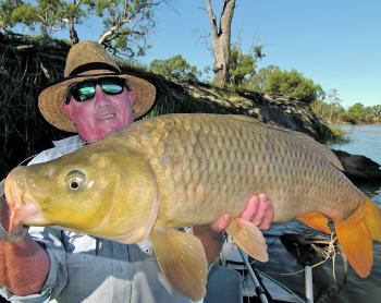 Some very big carp are on the bite in our local waters.