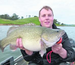 This chunky Bonnie Doon cod was taken on the troll in 4m of water, overcast days like this are perfect conditions for the flashing LED. 
