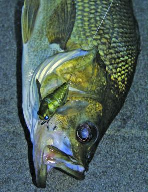 In swollen water noisy paddlers, like this Grand Siglett, are great for getting the attention of any nearby bass.