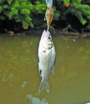 This tiny bass came from water the colour of chocolate milk. Bass are happy to feed in the brown stuff, though you do need to rethink where and how you fish.