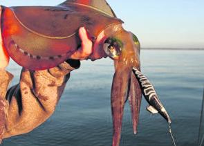 A cracking Rye squid with one of the new Gancraft firmly in its maw.
