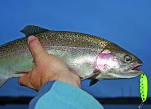 Bright coloured metal spoons cast and retrieved from the banks of Oberon dam can produce some great fish over the winter period, vary your retrieve speed and don’t be afraid to let them drop back to the bottom.