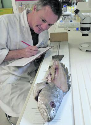 Julian Hughes recording data from a donated mulloway frame in the lab.