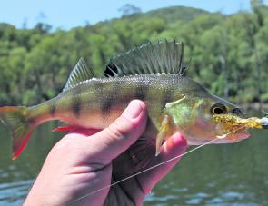 A typically small Lake William Hovell redfin caught on the new Strike Tiger hawg soft plastic recently. The redfin in this pretty little lake will still get soft plastics during June, and quite often the average size is much bigger in the colder months.