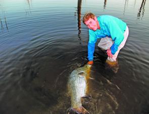 Kampey coaxes a Teemburra barra back to vigour after a round or two with the ten weight fly rod. 