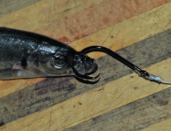 Another way of rigging live bait is to use a snelled hook rig. This consists of two hooks (J-pattern or circle), snelled onto the leader a suitable distance apart, so the leading hook can be passed sideways through the nose of the bait and the trailing ho