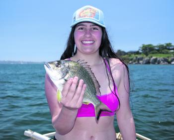 The Harbour has been experiencing one of its best bream seasons for many years.