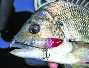 Bream rely on the intertidal zone to provide much of their diet but in warmer times will track down surface lures and in cooler water can hang deep and chase small baitfish.