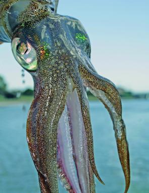 Up close and personal, the business end of a southern calamari!
