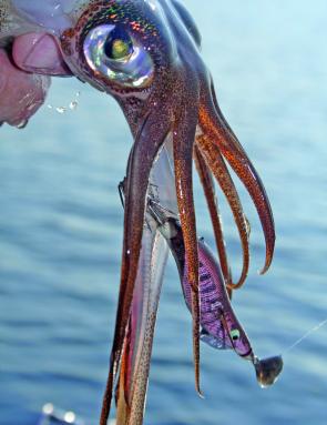 Don’t be afraid to use smaller jigs, often larger calamari will prefer smaller size baits.