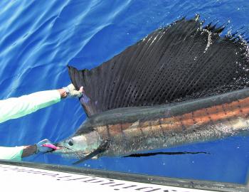 The author’s sailfish, looking as pretty as a picture.